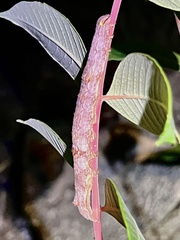 Ophiusa tirhaca