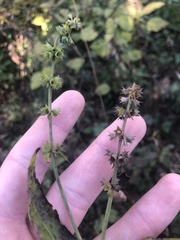 Stachys latidens