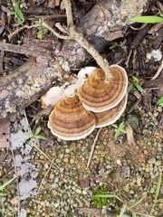 Microporus xanthopus