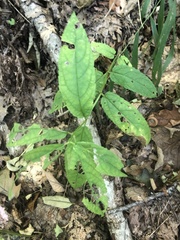 Stachys latidens
