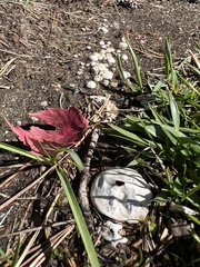 Lycoperdon pratense