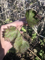 Crataegus macrosperma