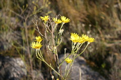 Osteospermum junceum
