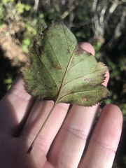 Crataegus macrosperma