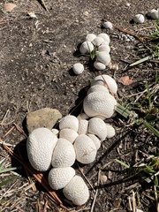 Lycoperdon pratense