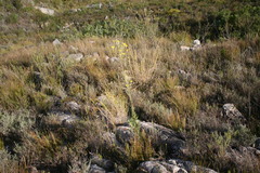 Osteospermum junceum