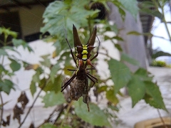 Micrathena pichincha