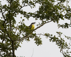 Pitangus sulphuratus