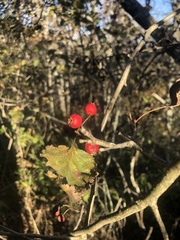 Crataegus macrosperma