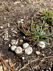 Lycoperdon pratense