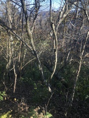 Crataegus macrosperma