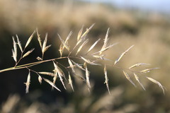 Pseudopentameris macrantha