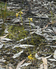 Diuris