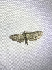 Eupithecia longidens