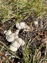Lycoperdon pratense