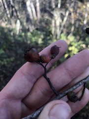 Crataegus macrosperma