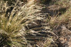 Pseudopentameris macrantha