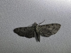 Eupithecia longidens