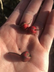 Crataegus macrosperma