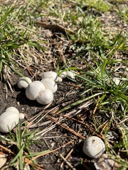 Lycoperdon pratense