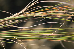 Pseudopentameris macrantha