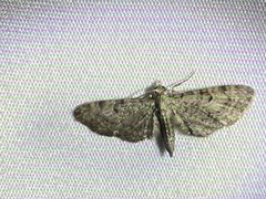 Eupithecia longidens