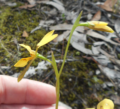 Diuris