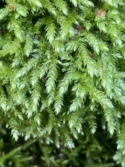 Brachythecium rutabulum