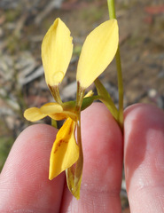 Diuris
