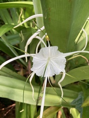 Hymenocallis