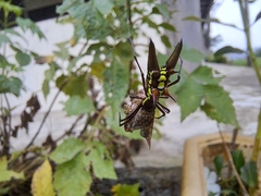Micrathena pichincha