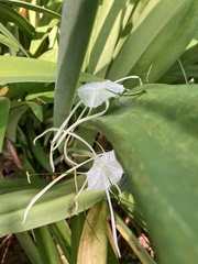 Hymenocallis
