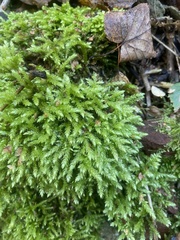 Brachythecium rutabulum