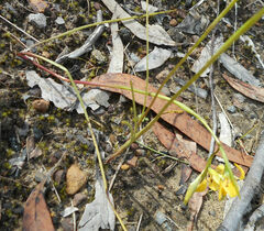 Diuris