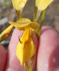 Diuris