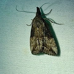 Hypena