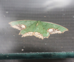 Chloroparda palliplagiata