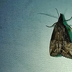Hypena