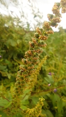 Ambrosia trifida