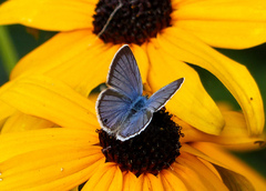 Echinargus isola