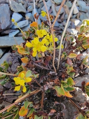 Eriogonum