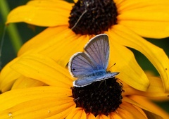 Echinargus isola