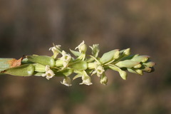 Satyrium humile