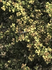 Paradejeania rutilioides