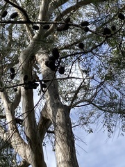 Allocasuarina littoralis