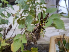 Micrathena pichincha