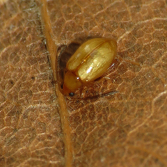 Longitarsus jacobaeae