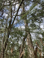 Allocasuarina littoralis