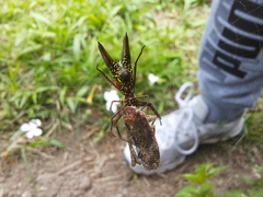 Micrathena pichincha