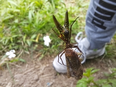 Micrathena pichincha